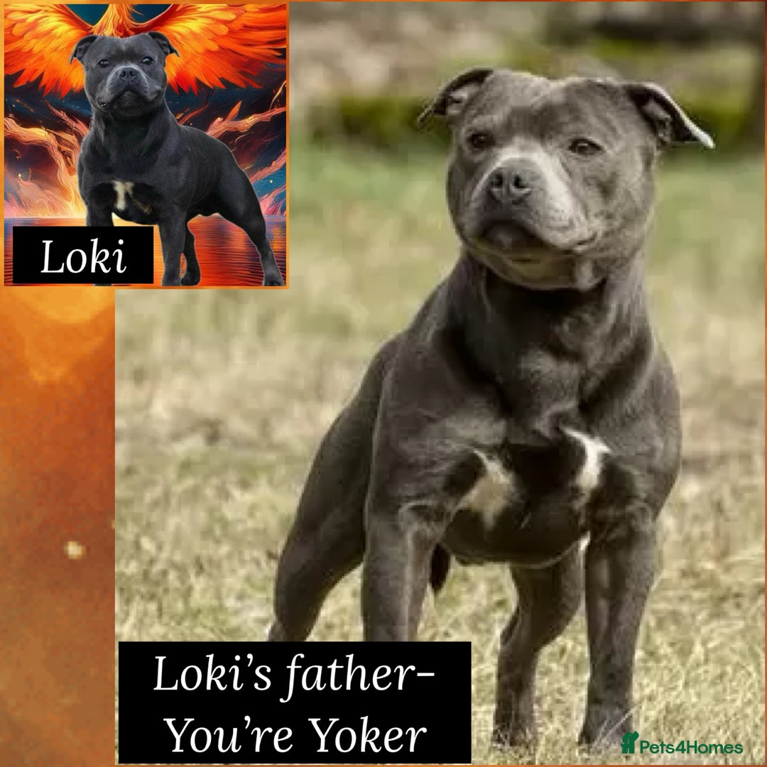 Staffordshire Bull Terrier dogs for sale: Blue Staffordshire Bull Terriers- !!PLEASE READ!! - Image 3
