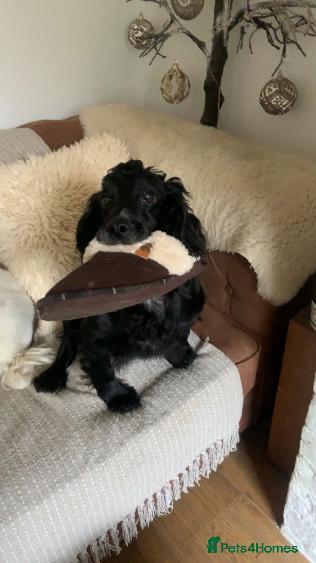 Cockapoo dogs for sale: F1 health tested Cockapoo puppies - Advert 1