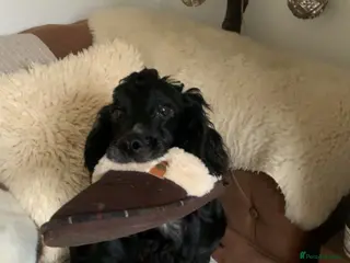 Cockapoo dogs F1 health tested Cockapoo puppies - Advert 1