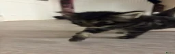 Domestic Shorthair cats for sale: 6 Curious Loving Domestic Shorthair Kittens - Advert 17