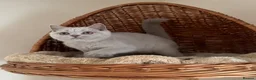 British Shorthair cats for sale: 🐾 Fawn British Shorthair  🐾 - Advert 12