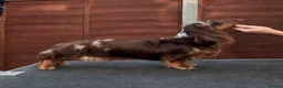 Miniature Dachshund dogs for sale: KC champion lines miniature LH dachshunds  - Advert 15