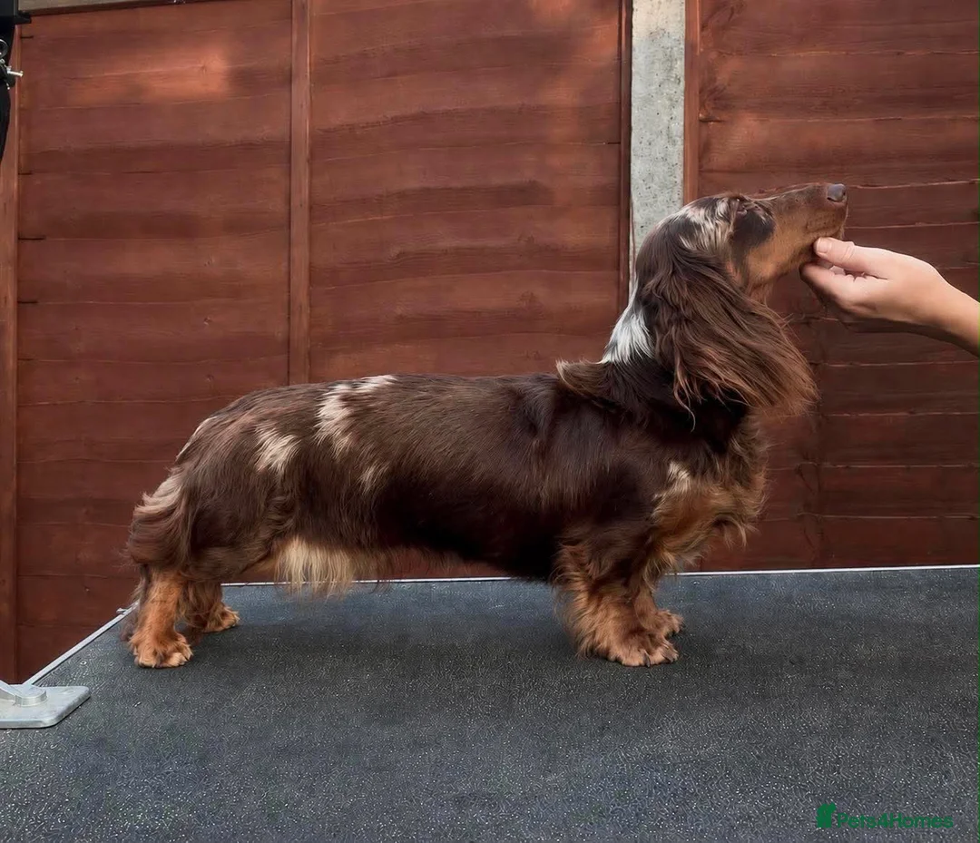 Miniature Dachshund dogs for sale: KC champion lines miniature LH dachshunds  - Advert 15