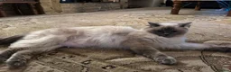 Ragdoll cats for sale: Chocolate point and blue pointed lynx ragdolls - Advert 10