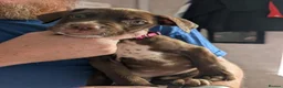 Mixed Breed dogs for sale: Douge de Bordeaux mix puppies  - Advert 2