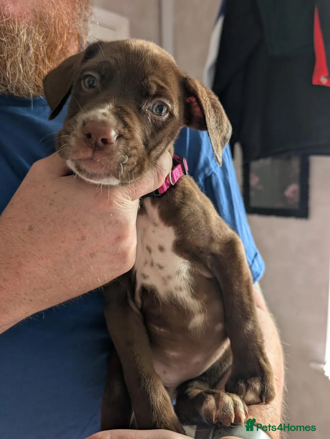 Mixed Breed dogs for sale: Douge de Bordeaux mix puppies  - Advert 2