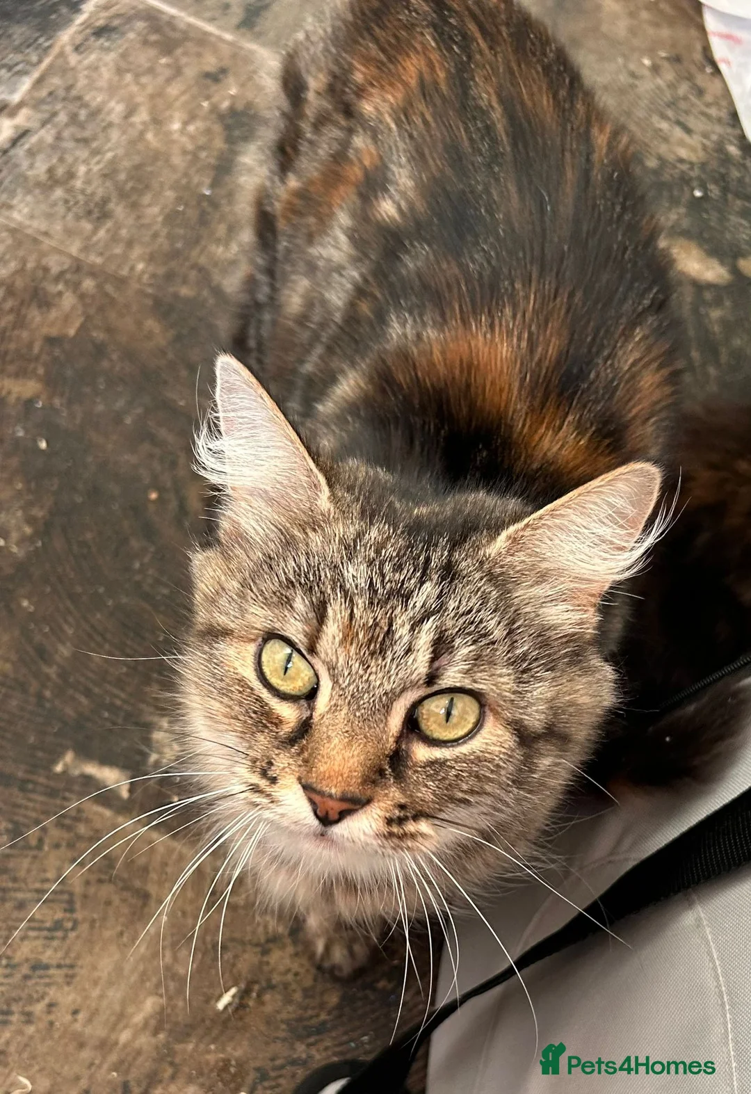 Domestic Shorthair cats for adoption: Adopt from Cats in Crisis East London - Advert 1