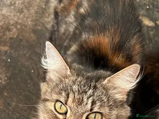 Domestic Shorthair cats Adopt from Cats in Crisis East London - Advert 1