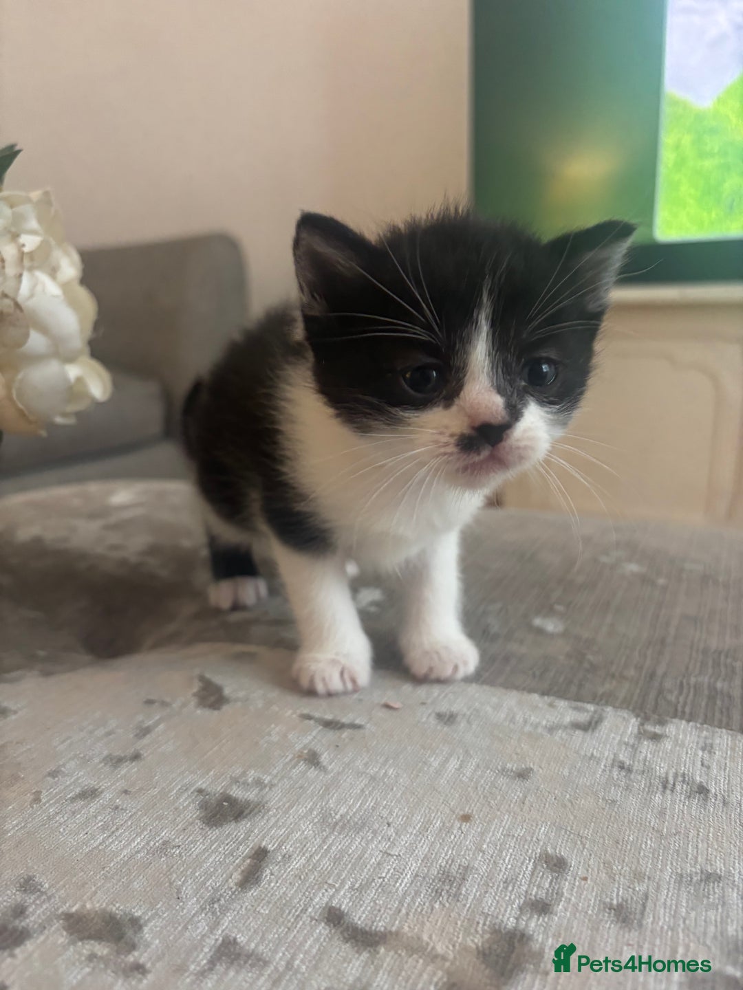 Mixed Breed cats for sale: Beautiful kittens looking for forever home  - Image 3