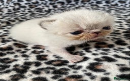 Exotic cats for sale: Outstanding Exotic Persian  - Image 13
