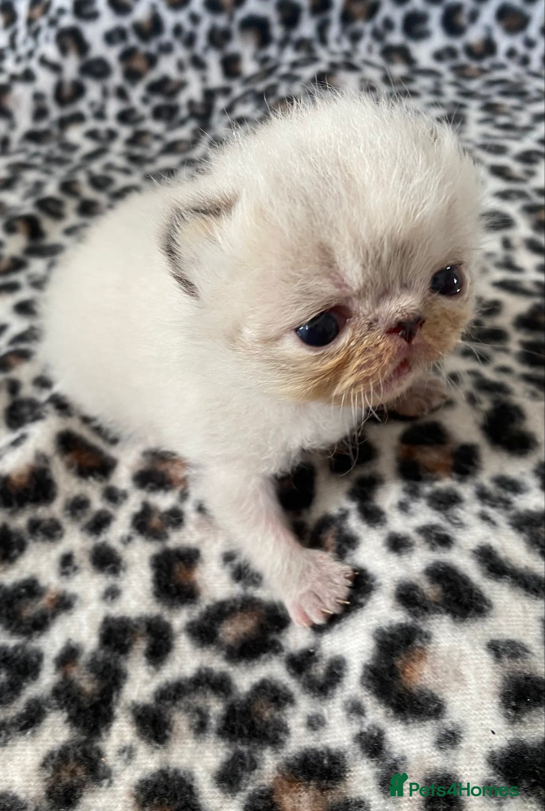Exotic cats for sale: Outstanding Exotic Persian  - Image 13