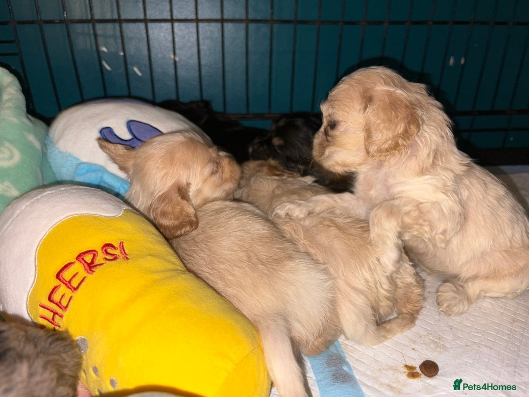 Cockapoo dogs for sale: Beautiful cockapoos - Advert 6