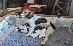 English Springer Spaniel dogs for sale: KC Registered English Springer Spaniels  - Image 14
