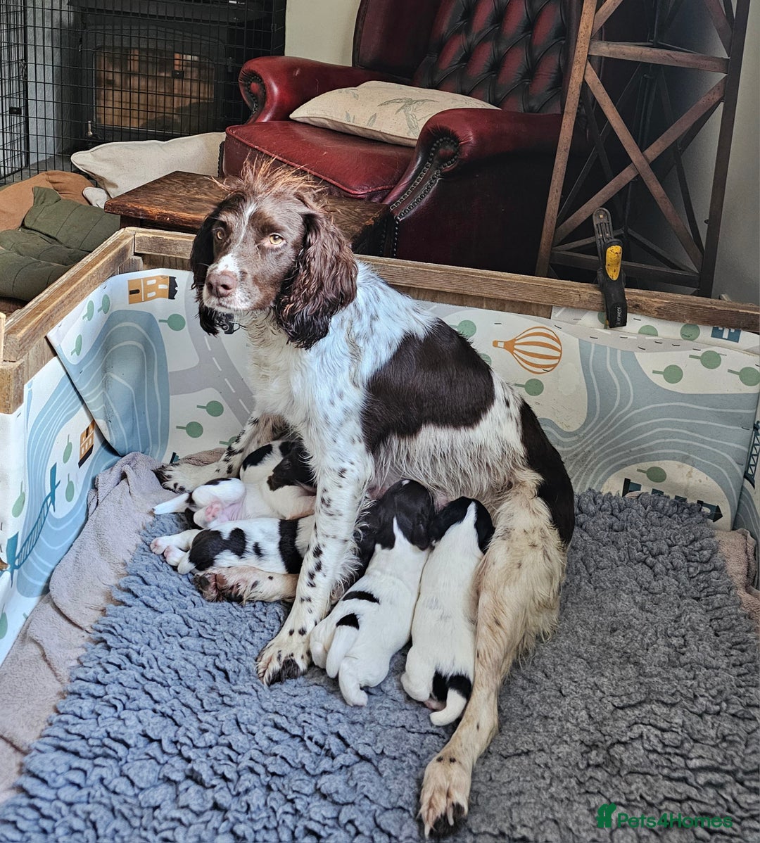 English Springer Spaniel dogs for sale: KC Registered English Springer Spaniels  - Image 14
