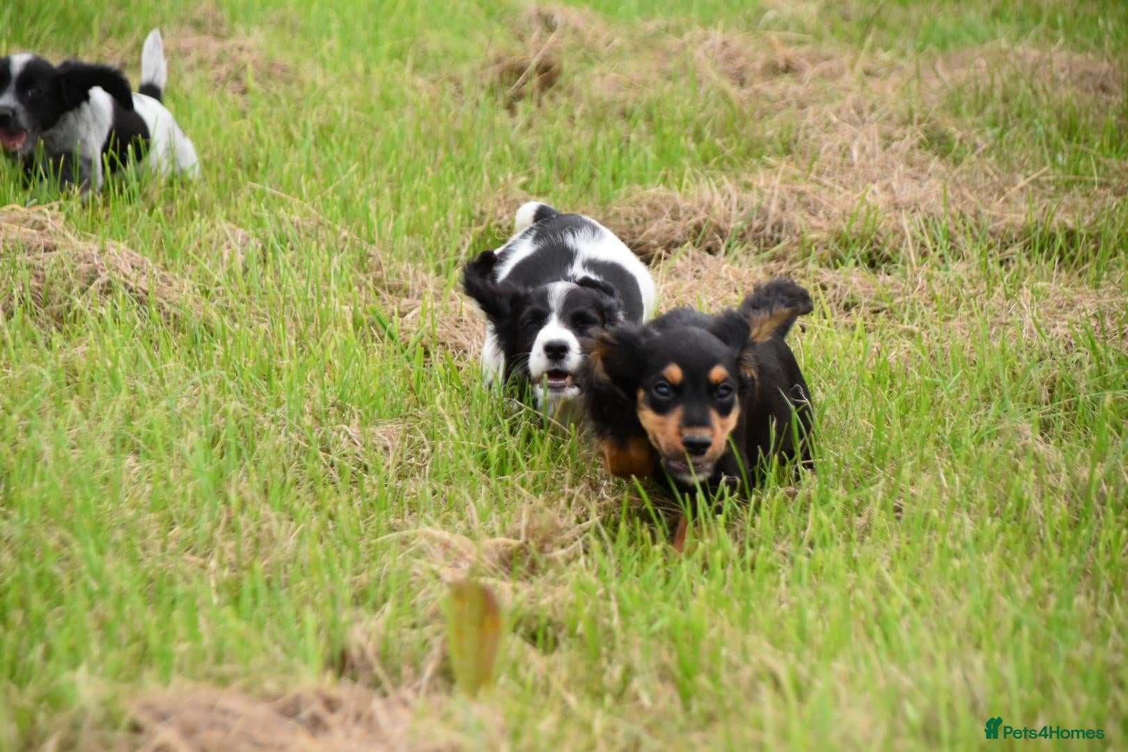 Cocker Spaniel dogs Mixed colour litter of working cockers  - Advert 6
