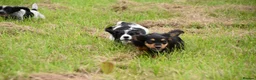 Cocker Spaniel dogs for sale: Mixed colour litter of working cockers  - Advert 1