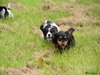 Cocker Spaniel dogs Mixed colour litter of working cockers - Advert 6