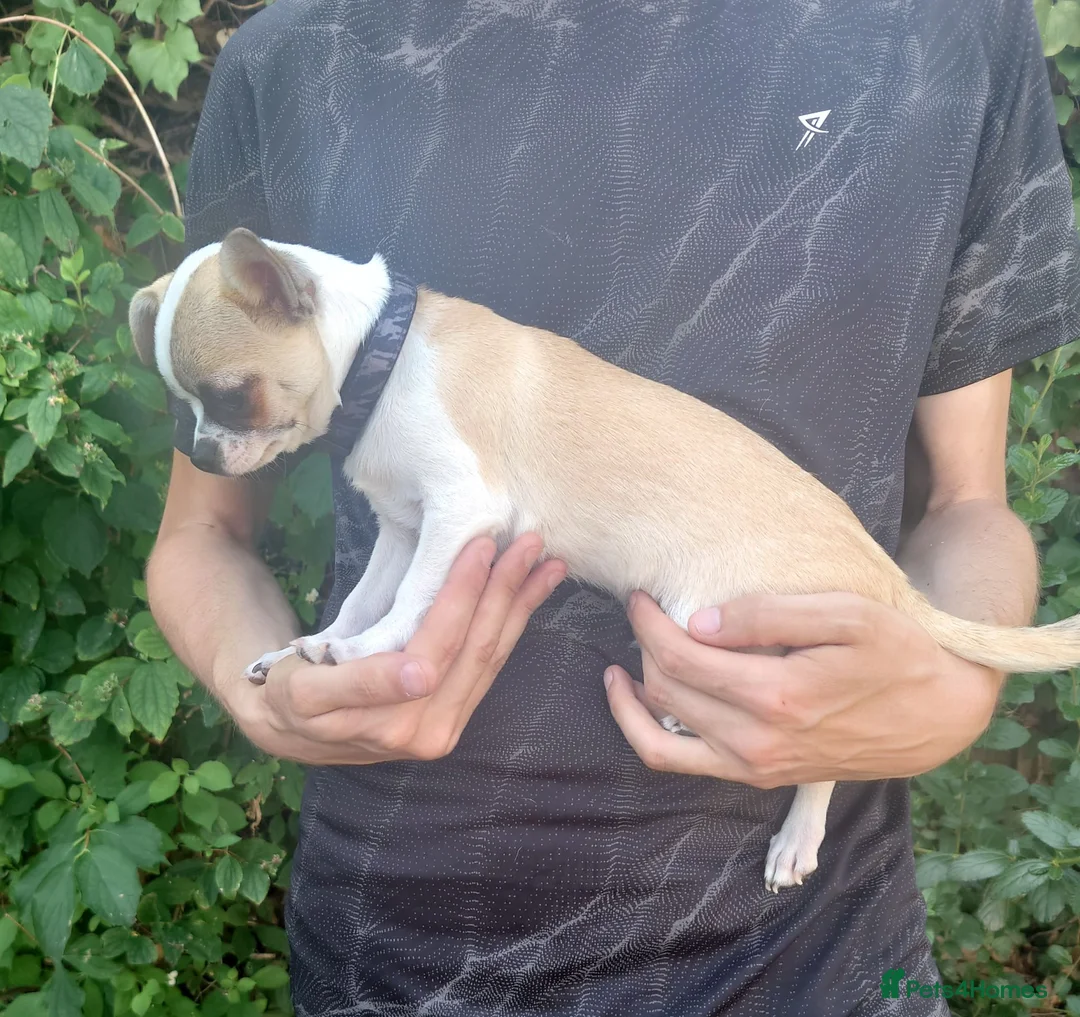 Chihuahua dogs for sale: Apple head chihuahua boy 17w  in Colchester - Advert 2