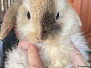 Mini Lop rabbits Mini lop rabbit - Advert 3