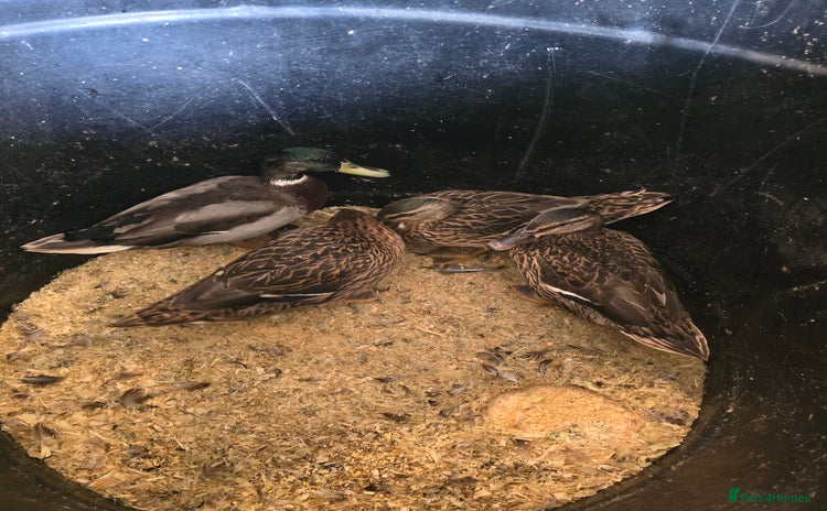 Ducks poultry - Advert 2