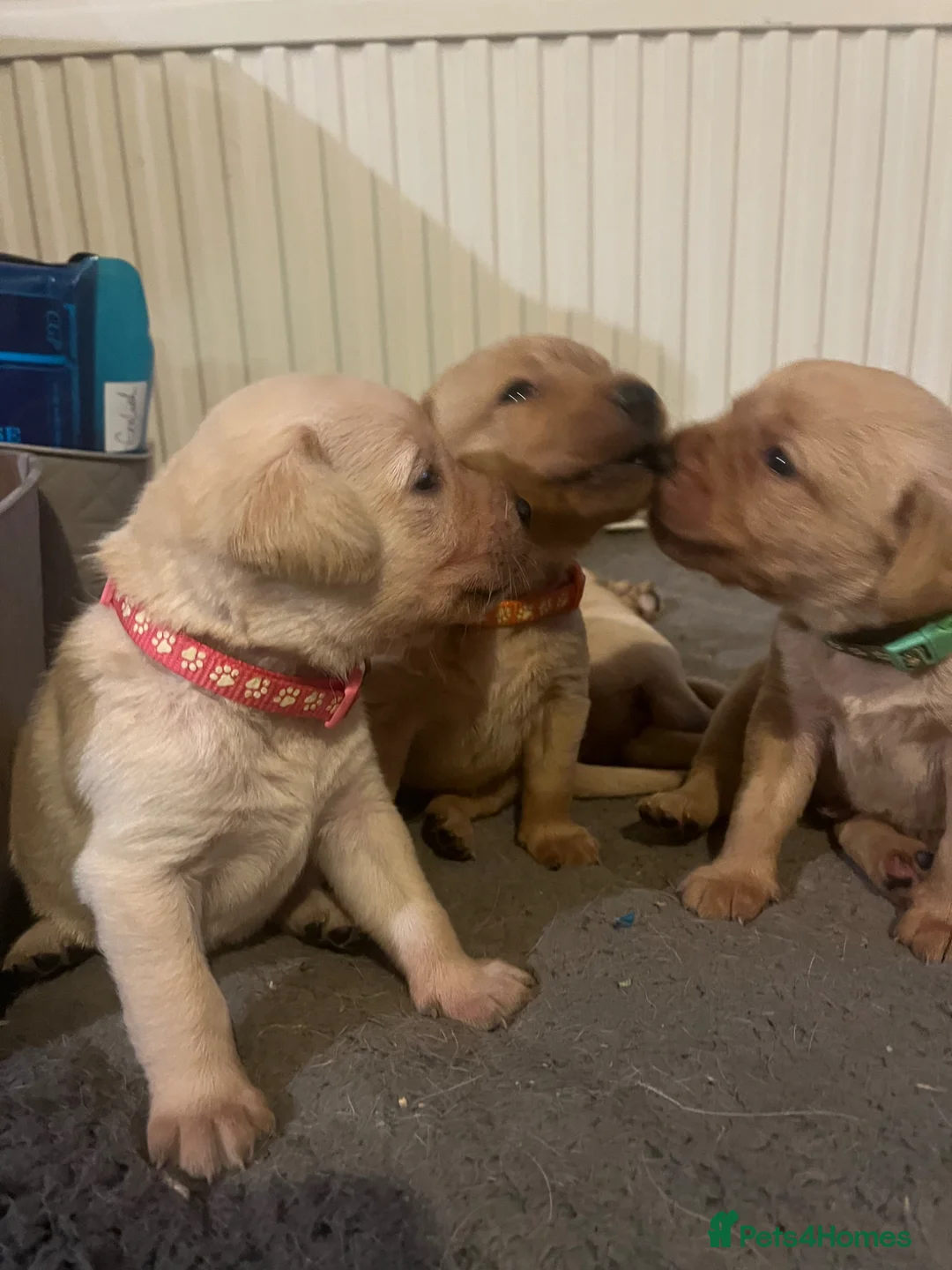 Labrador Retriever dogs for sale: Labrador Puppies out of FTCH in Bromyard - Advert 2
