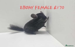 Chinchilla rodents for sale: STUNNING BABIES CHINCHILLA MIX COLOURS AND GENDER  - Image 4