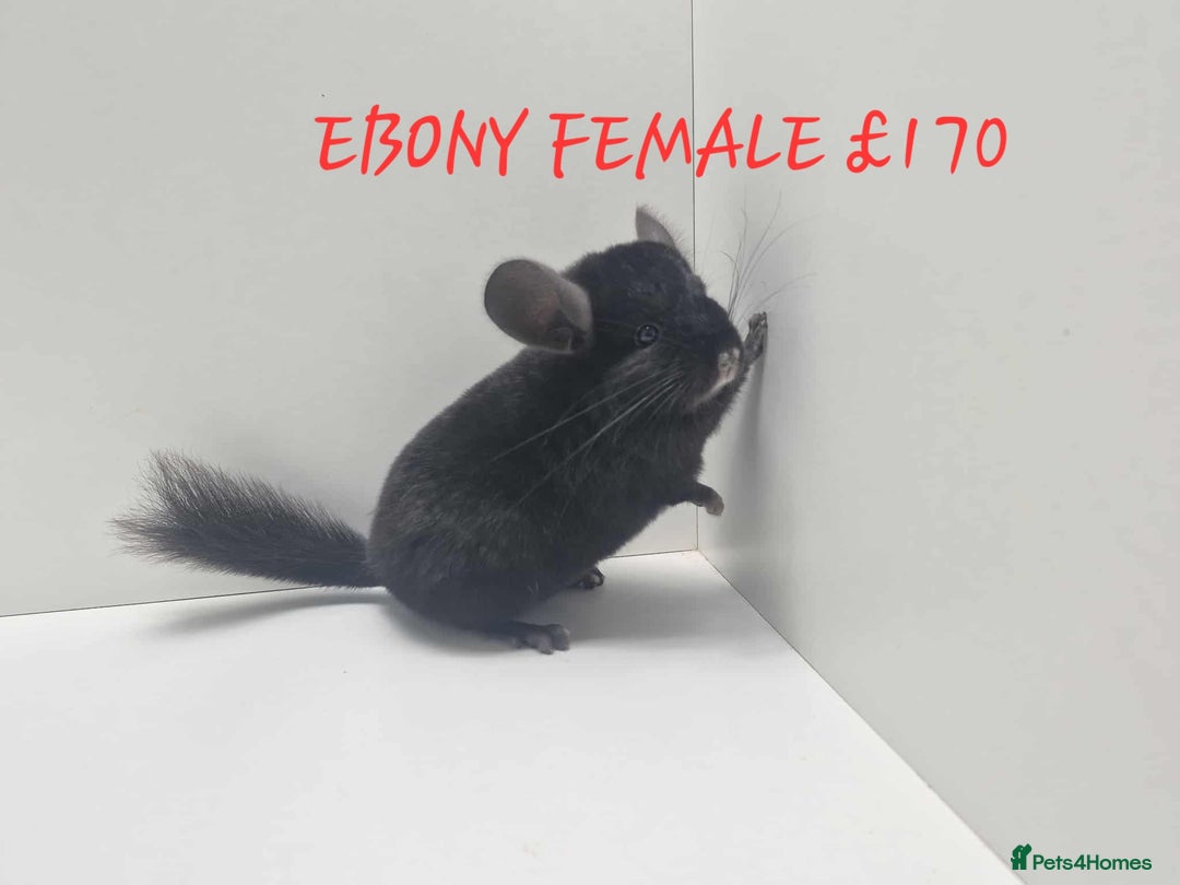 Chinchilla rodents for sale: STUNNING BABIES CHINCHILLA MIX COLOURS AND GENDER  - Image 4