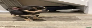 Chiweenie Puppy 2
