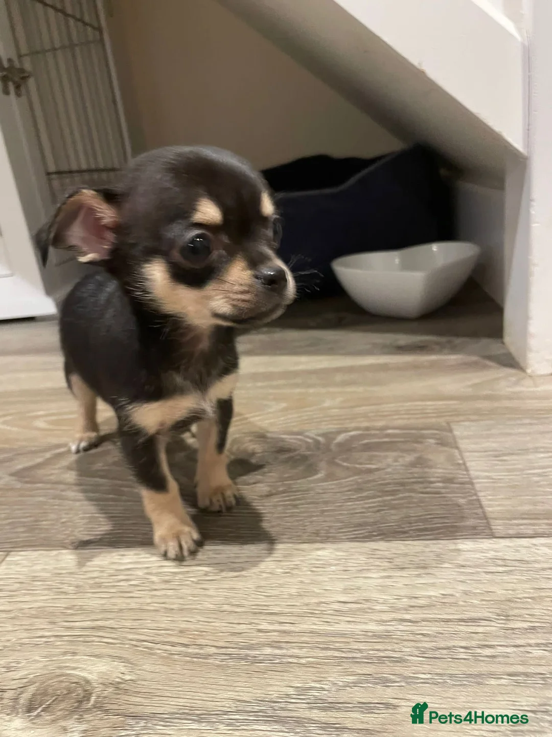 Chiweenie dogs for sale: Chiweenie puppies x5 - Advert 16