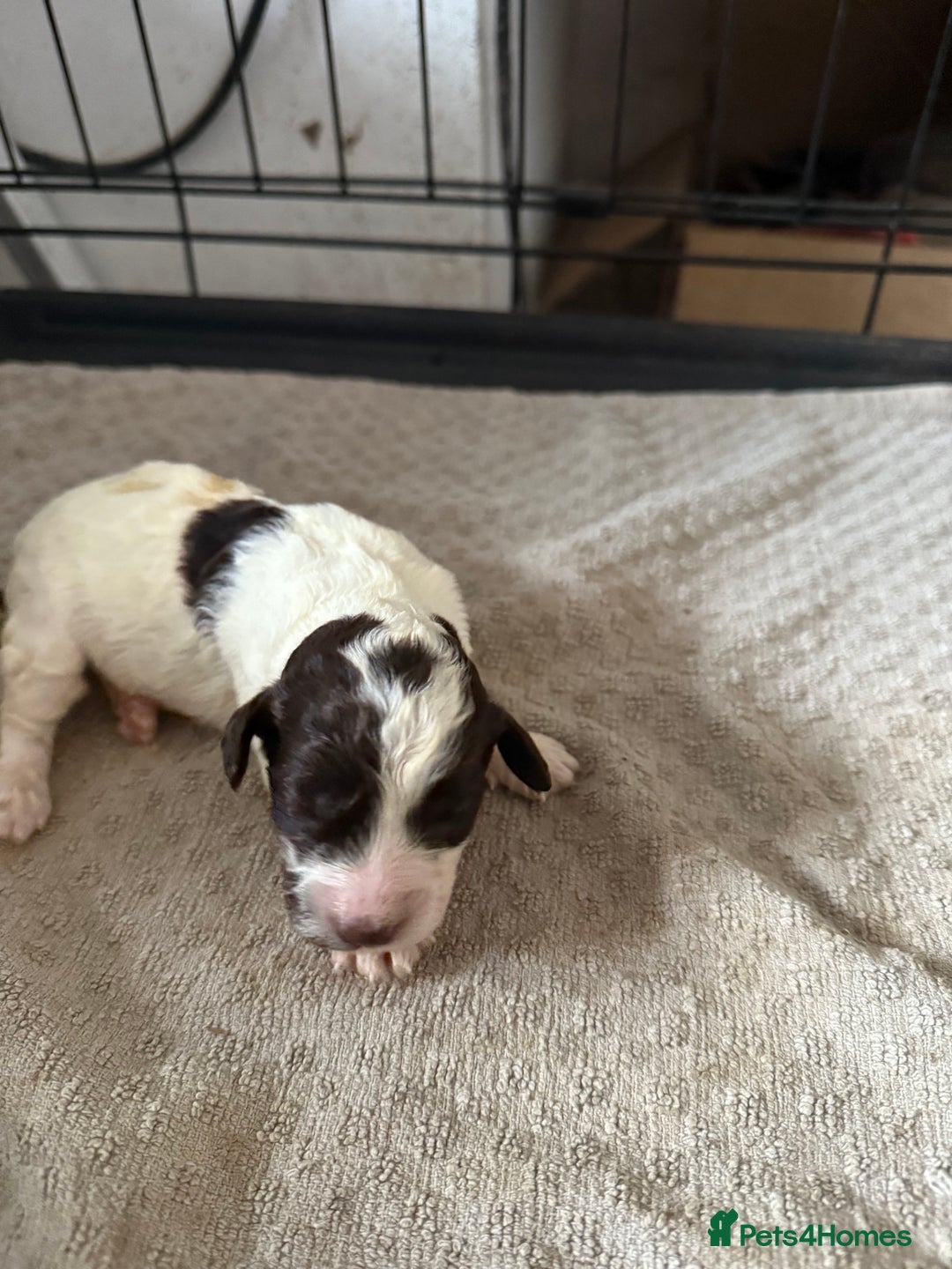 Cockapoo dogs for sale: Miniature cockapoos - Advert 16