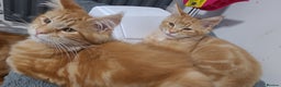 Maine Coon cats for sale: Ginger Maine Coon Kittens  - Advert 20