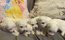 Maltese dogs for sale: Stunning Purebred Maltese Puppies Ready 17th Sept - Image 10