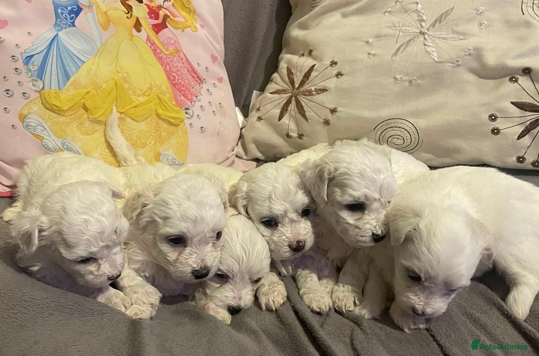 Maltese dogs for sale: Stunning Purebred Maltese Puppies Ready 17th Sept - Image 10