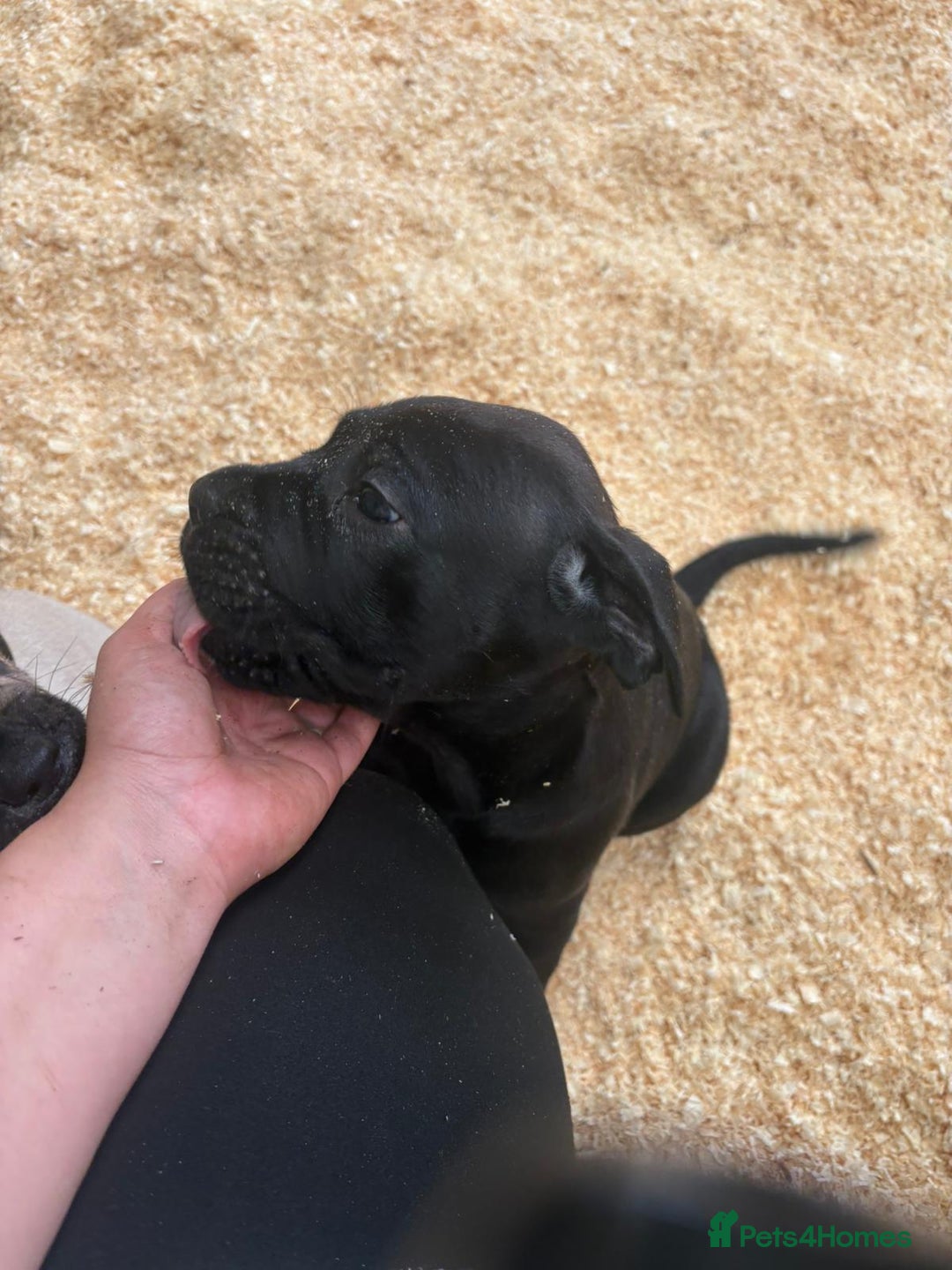 Cane Corso dogs for sale: Cane corso pups - Image 24