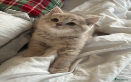 British Shorthair cats for sale: Bsh Cute Teddy Bears  - Advert 8