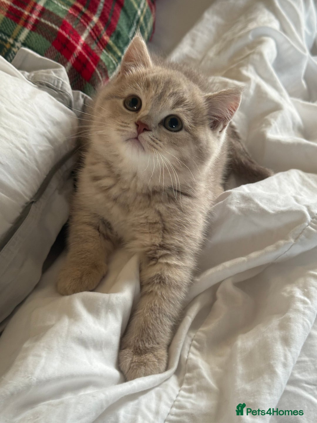 British Shorthair cats for sale: Bsh Cute Teddy Bears  - Advert 8