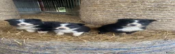 Border Collie dogs for sale: Border collie sheep dog pups for sale  - Advert 1