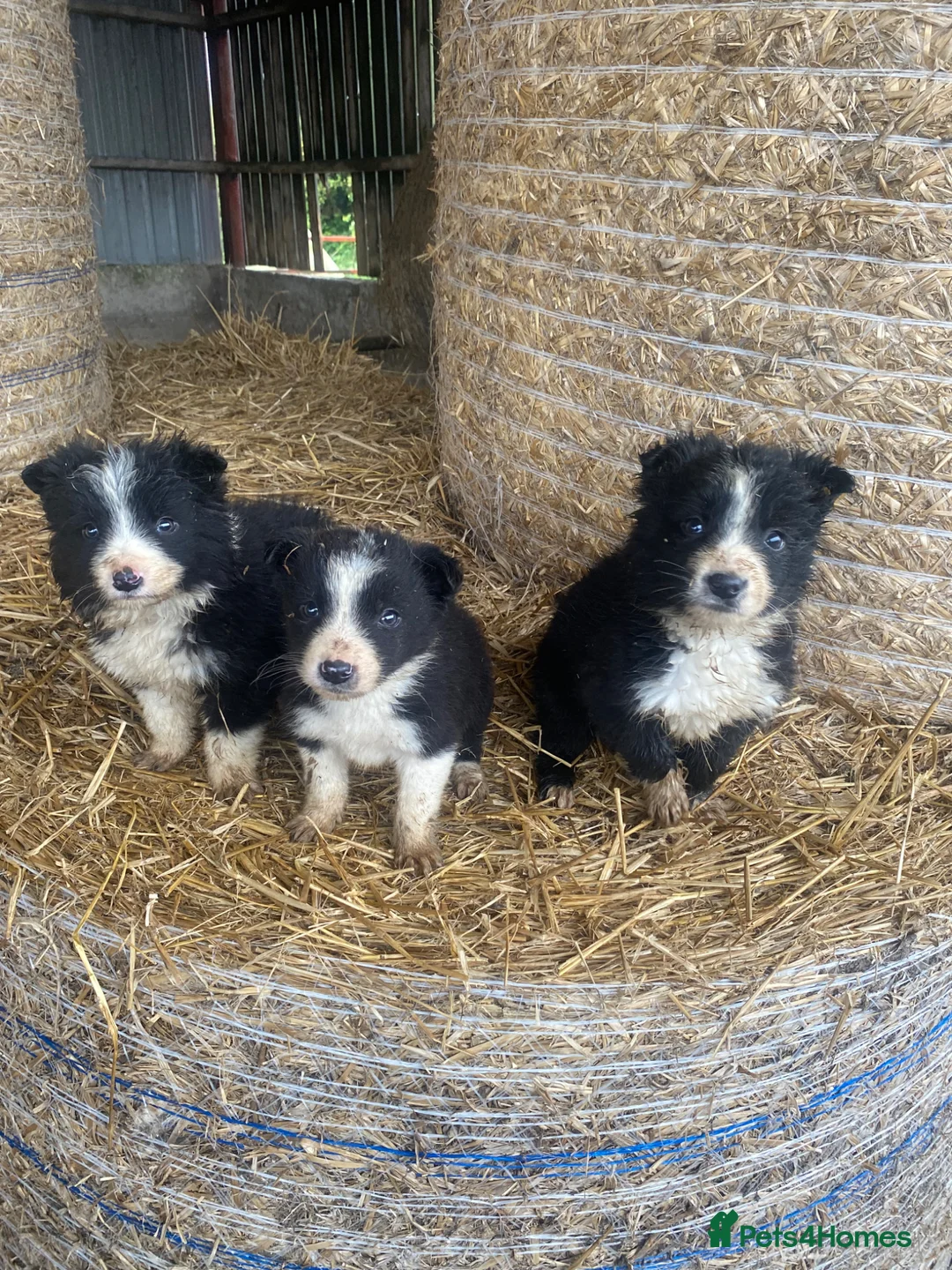 Border Collie dogs for sale: Border collie sheep dog pups for sale  - Advert 1