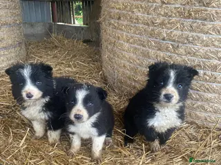 Border Collie dogs Border collie sheep dog pups for sale - Advert 1