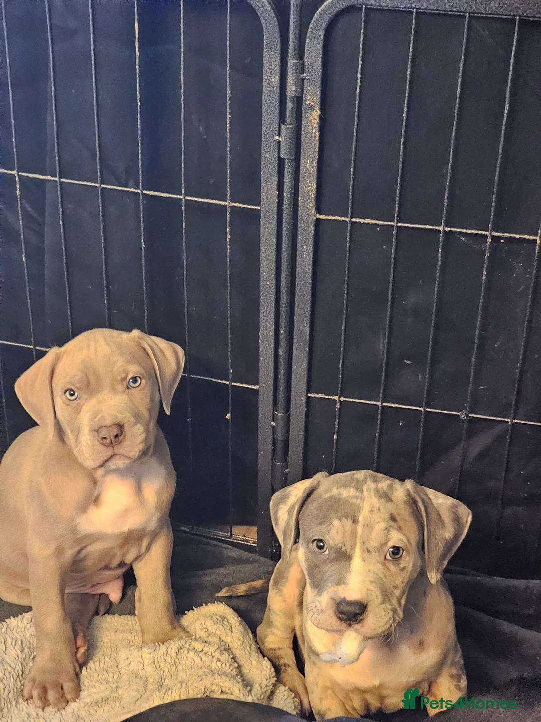 Mixed Breed dogs for sale: Stunning nam x Puppies Blue, Merle Dilute Lines - Advert 2