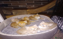 Maine Coon cats for sale: I have Beautiful healthy maicoon XL  - Image 29