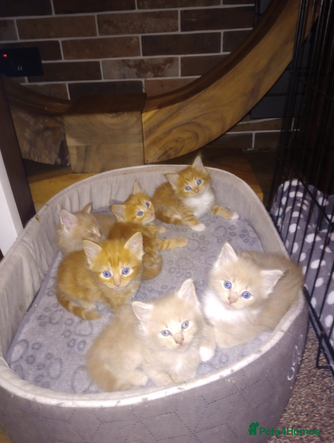 Maine Coon cats for sale: I have Beautiful healthy maicoon XL  - Image 29
