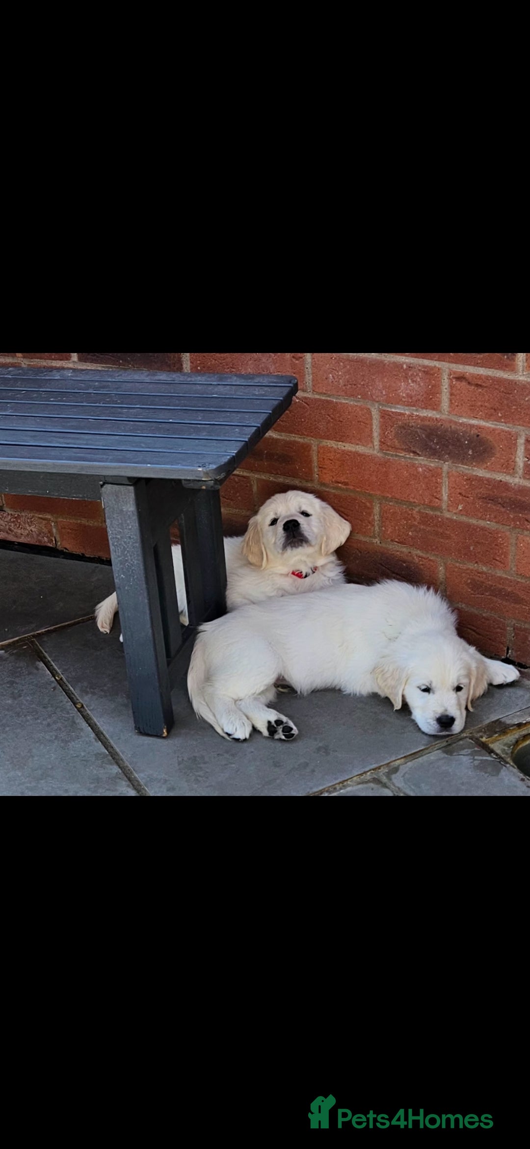 Golden Retriever dogs for sale: Adorable Golden Retriever Puppies - Image 5