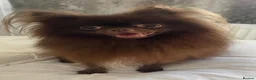Pomeranian dogs for sale: Chocolate Parti Pom - Advert 6