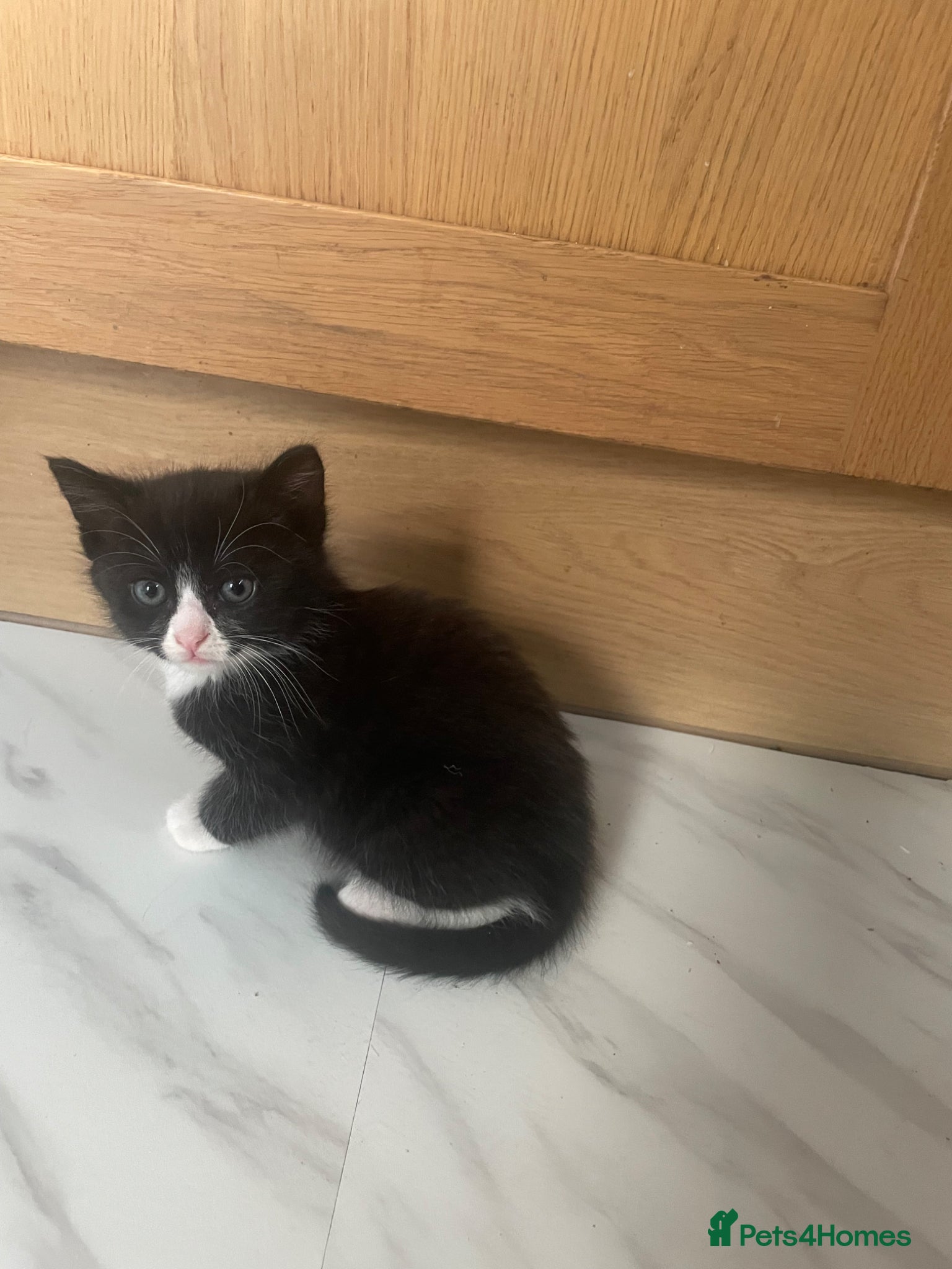 Mixed Breed cats Three beautiful & playful kittens - now ready - Advert 2