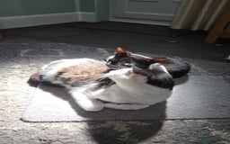 Domestic Shorthair cats for sale: 2 Adult Cats (1 male/1 female). FREE TO GOOD HOME - Image 4