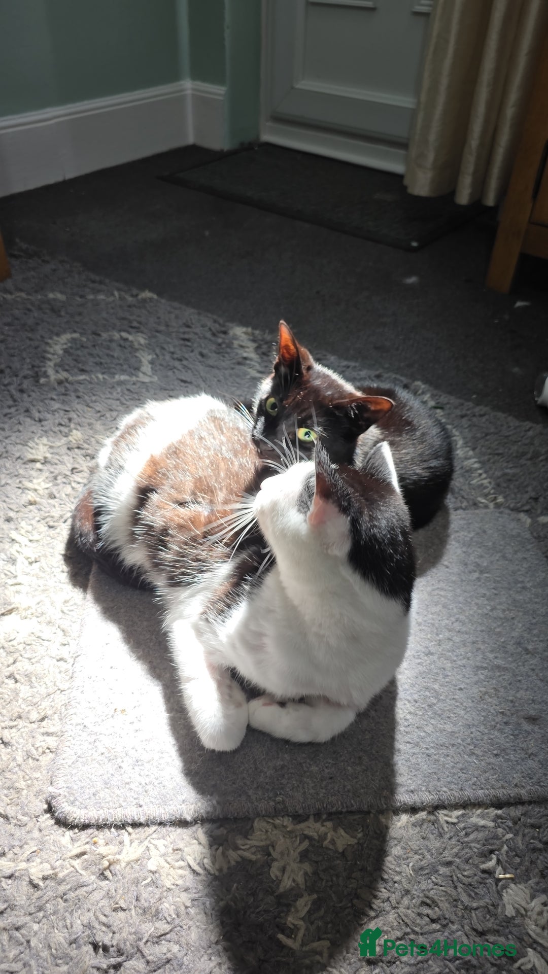 Domestic Shorthair cats for sale: 2 Adult Cats (1 male/1 female). FREE TO GOOD HOME - Image 4