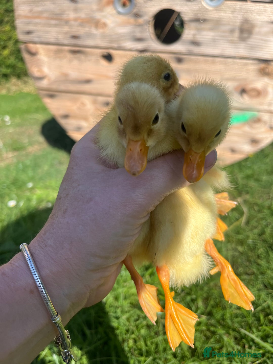 Ducks poultry for sale: Day Old Aylesbury Ducklings  - Image 4