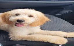 Mini Goldendoodle dogs for sale: Beautiful F1B male pup - Image 1