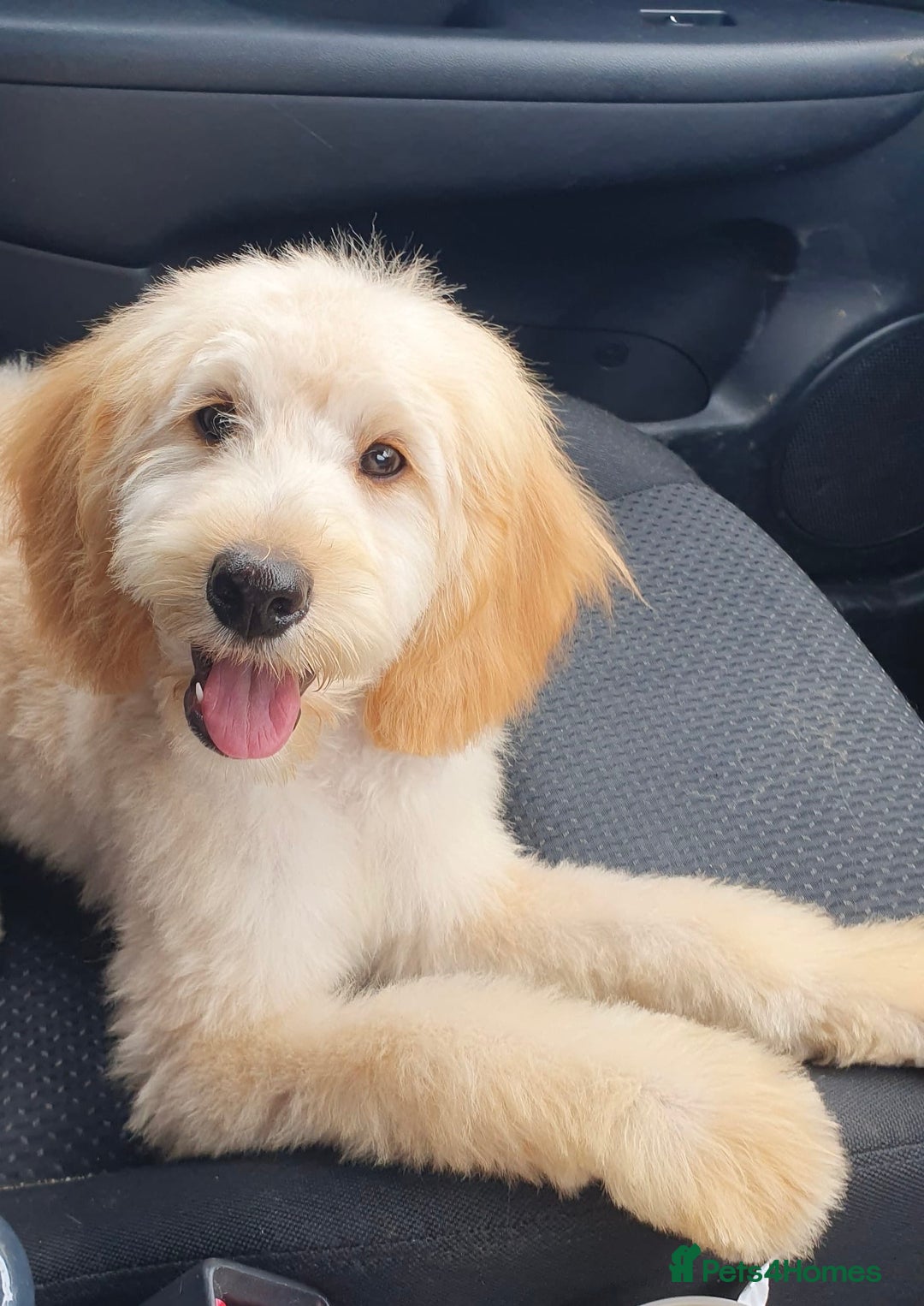 Mini Goldendoodle dogs for sale: Beautiful F1B male pup - Image 1